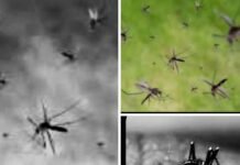 आला पावसाळा… डेग्यूपासून स्वत:ला सांभाळा..विशेष लेख