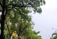 बारामतीतील वादळग्रस्त भागातील जनजीवन तातडीने पूर्ववत करा;मुळासकट उन्मळून पडलेल्या झाडांचे पुनर्रोपण करा– उपमुख्यमंत्री सुनेत्रा अजित पवार यांचे निर्देश